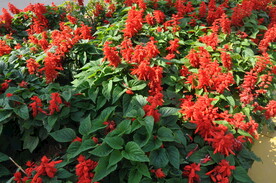 城市绿化一串红