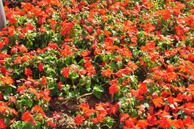 绿化带四季鲜花一串红