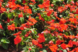 城市绿化带一串红