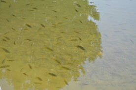 公园水池与小鱼