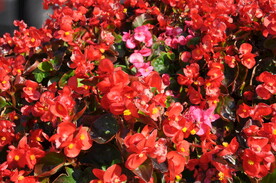 路边花坛一串红大红花