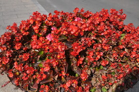 路边花坛植物一串红