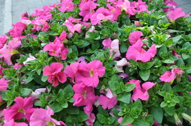 矮牵牛花绿化带