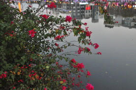 岐江河畔三角梅