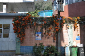 农村民宅围墙上的攀爬植物