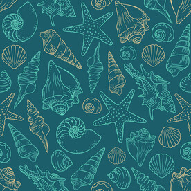 海星海螺贝壳图案