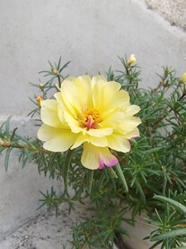 鲜艳花朵太阳花