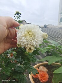 菊花