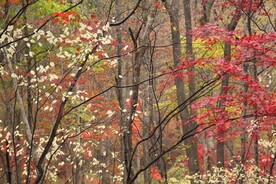 本溪关门山 枫叶   
