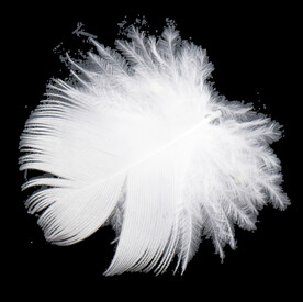 羽毛