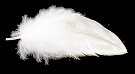 羽毛