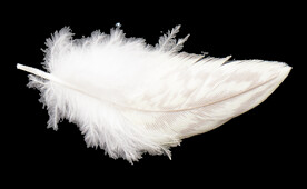 羽毛