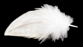 羽毛