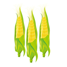 玉米 