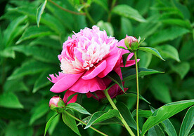 芍药花开