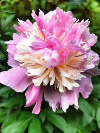 鸳鸯翠鸟黄苇鹣