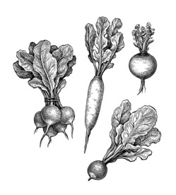 萝卜线描插画
