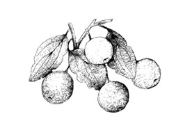 苹果线描插画背景