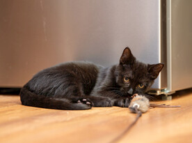 玩玩具的小黑猫