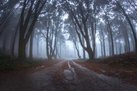 穿过森林的湿柏油路