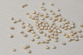 颗粒饱满的白藜麦米特写