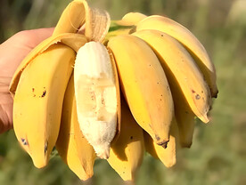 香蕉