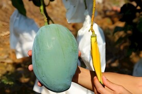 芒果栽培