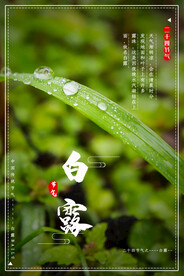 白露 二十四节气
