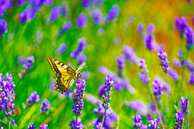 蝴蝶