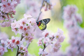 蝴蝶 