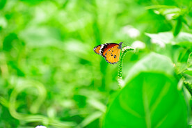 蝴蝶