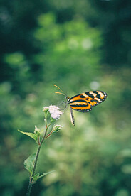 蝴蝶 