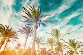 热带植物风景图