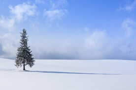 圣诞树及雪景素材