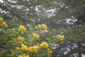 公园 绿化 黄风铃