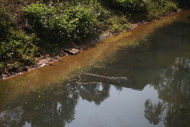 农村山塘能看到水草的清澈水质