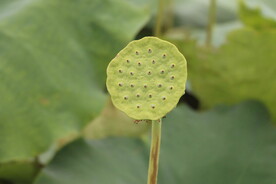 莲蓬