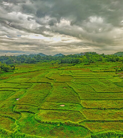 稻田 