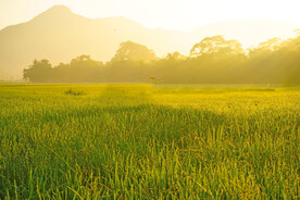 稻田 