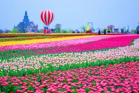 郁金香和热气球