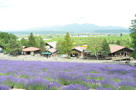 薰衣草和田野风光