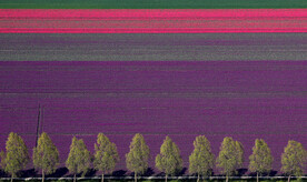 荷兰郁金香花园