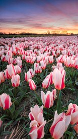 郁金香 红色 白色 绿色 天空