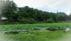 野地荷花池