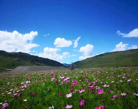 蓝天草原波斯菊