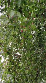 粉色小灯笼花藤