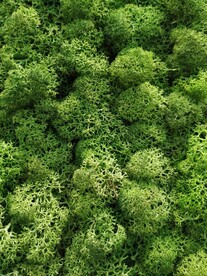 珊瑚状肌理素材