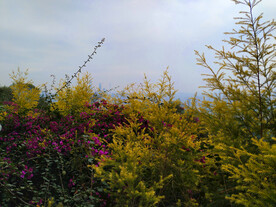 三角梅和松叶枝