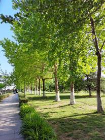 公园一排大树风景