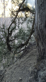 靠着树杆的山路